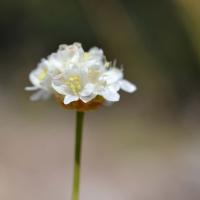 Photographie de Armerria belgenciensis 